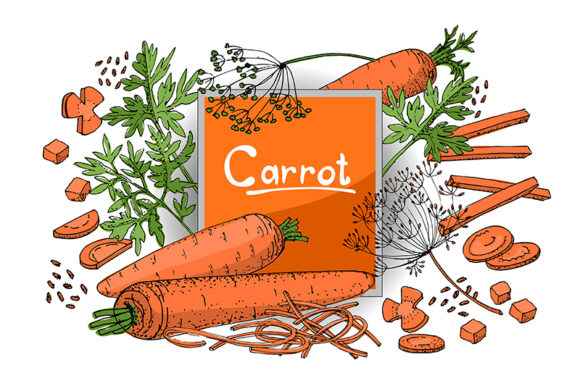 Carrot Vector Sketch: A Versatile Resource for Design Professionals