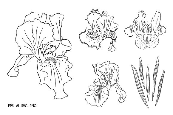 Iris Flowers Set Graphic: A Versatile Digital Asset for Creative Projects