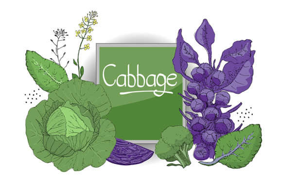 Vector Set with Cabbage for Design and Creativity