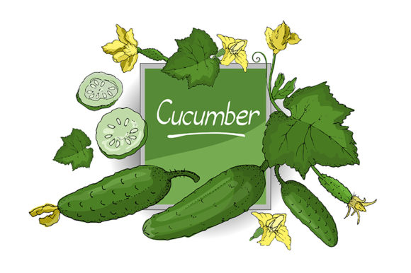 Vector Set with Green Fresh Cucumber